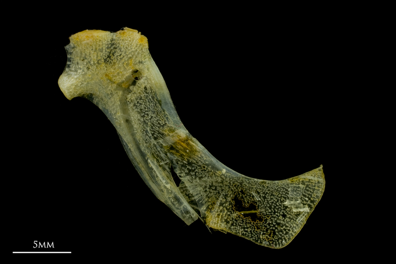 Scad hyomandibular medial view