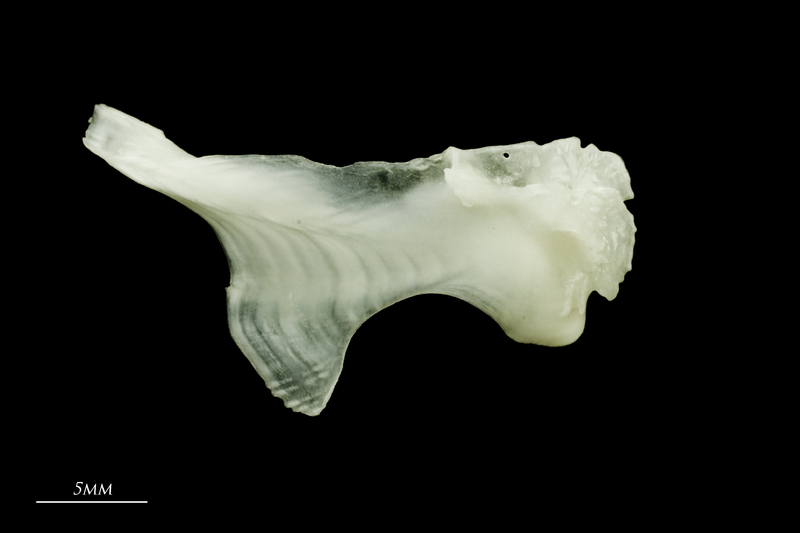 Freshwater bream maxilla lateral view