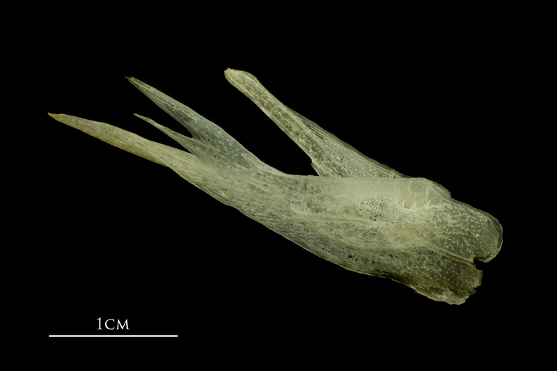 Atlantic mackerel posttemporal lateral view