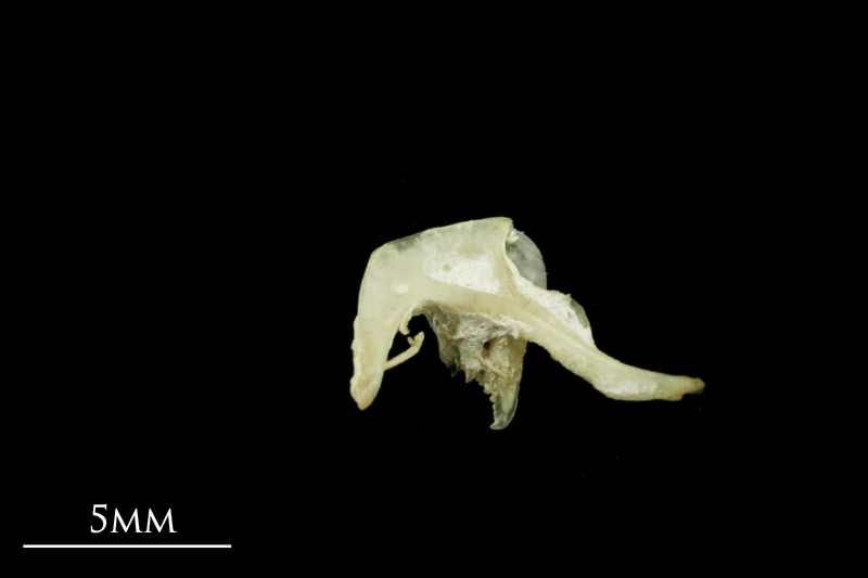 Bleak pharyngeal ventral view