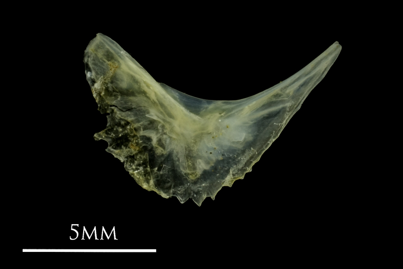 Small sandeel preopercular medial view