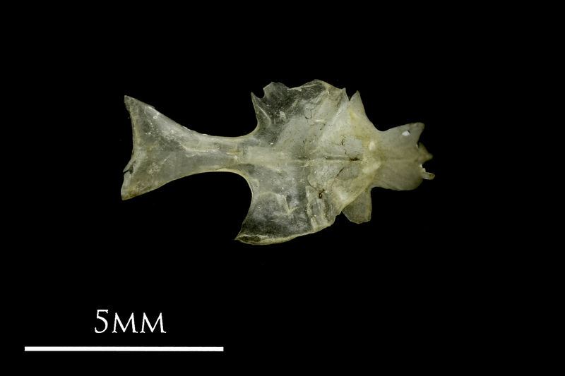 Sandsmelt for assessment ventral view