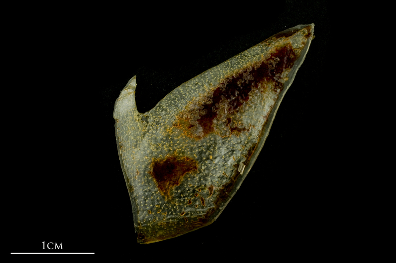 Atlantic mackerel subopercular lateral view