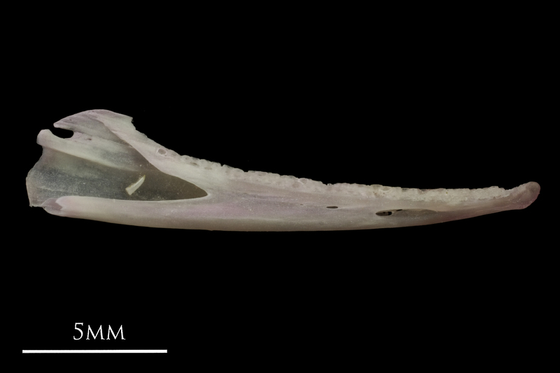 European eel dentary medial view