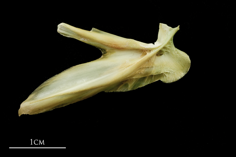 John dory articular lateral view