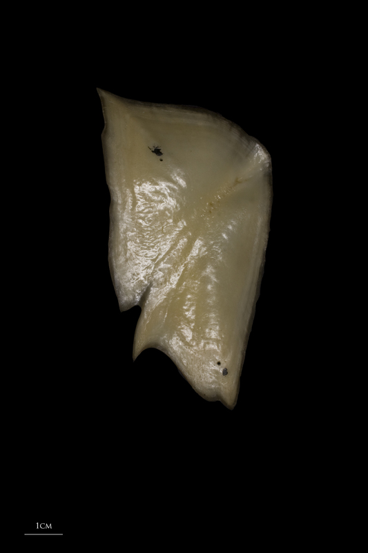 Sturgeon scute medial view