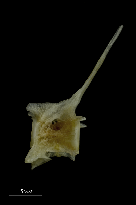 Red gurnard precaudal vertebra lateral view