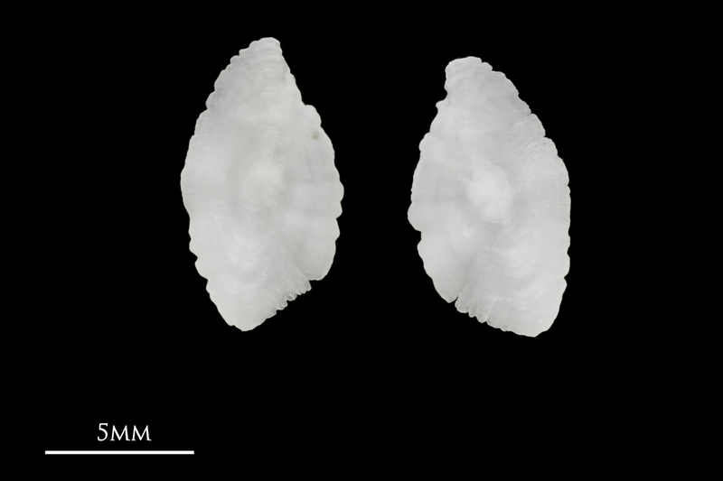 Red seabream otolith(s) detail view