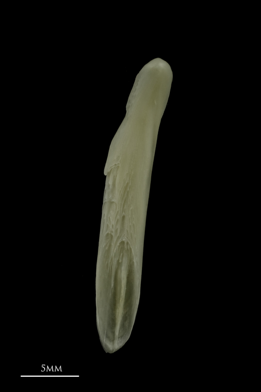 Burbot supracleithrum medial view