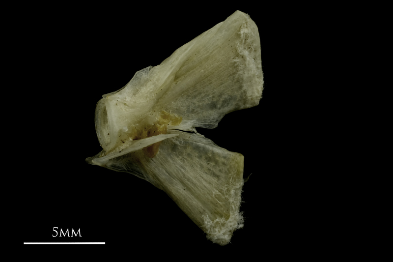 Common pandora ultimate vertebra lateral view