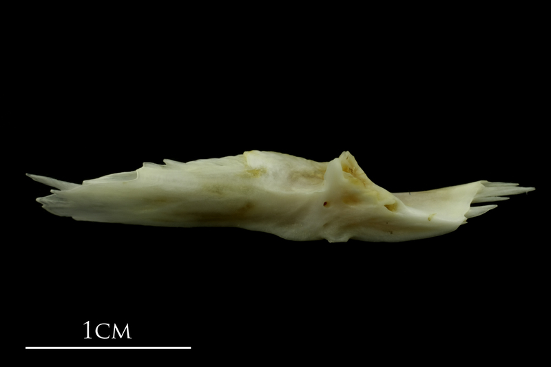 Mediterranean moray preopercular lateral view