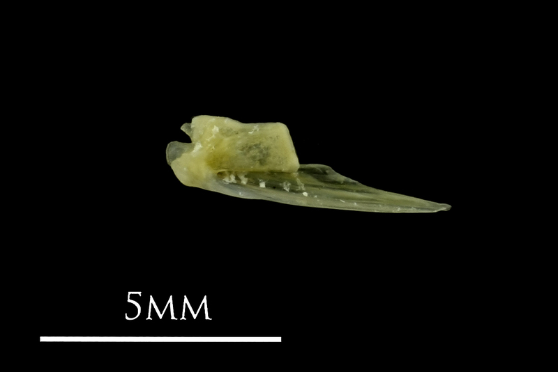 Small sandeel quadrate medial view