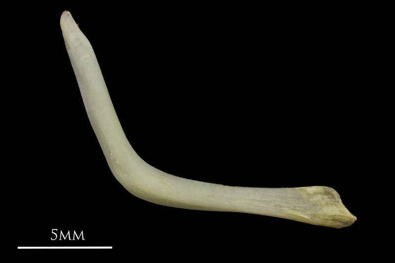 European eel cleithrum medial view