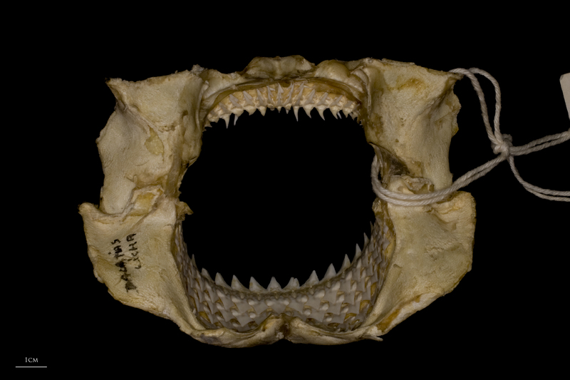 Kitefin Shark jaw posterior view