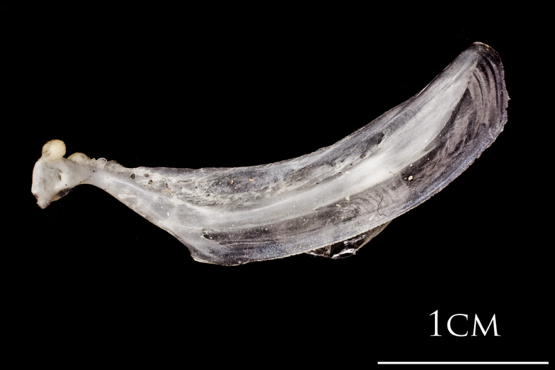 Atlantic herring maxilla lateral view