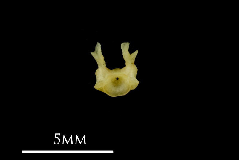 Bullhead first vertebra anterior view