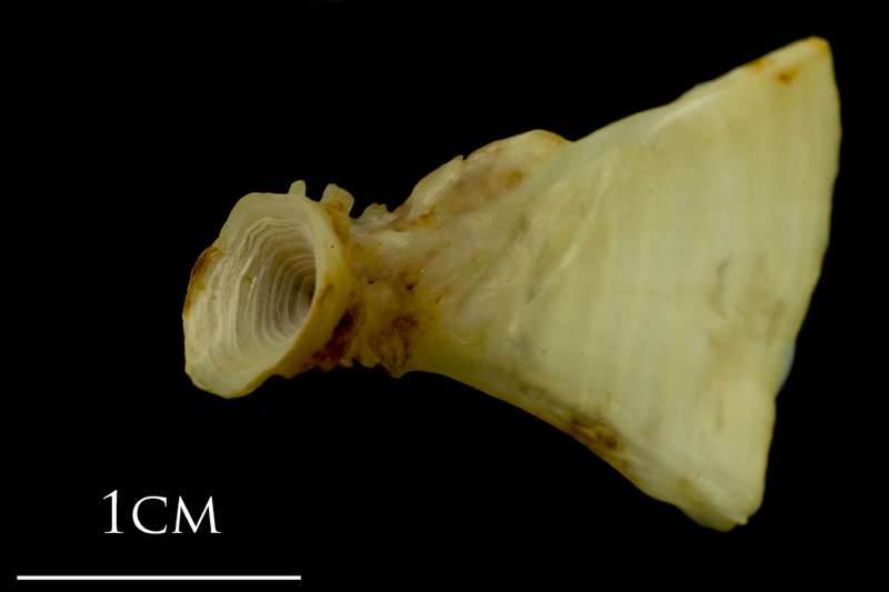 Ballan wrasse ultimate vertebra detail view