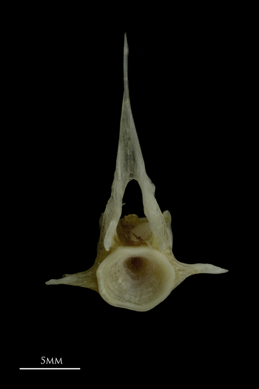 Red gurnard precaudal vertebra anterior view