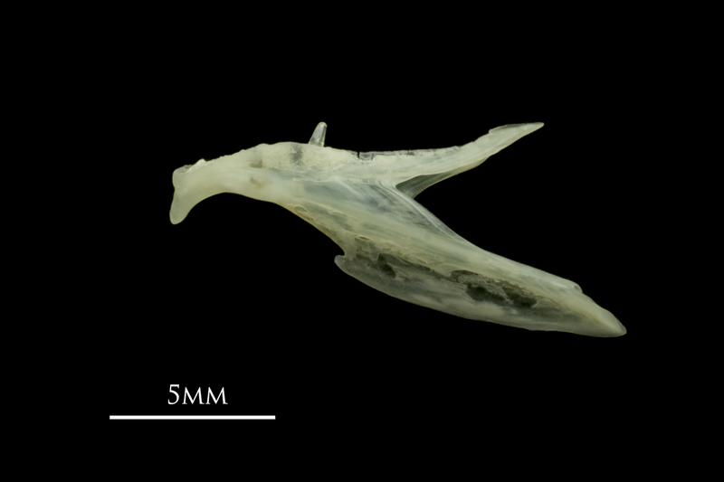 Red mullet dentary lateral view