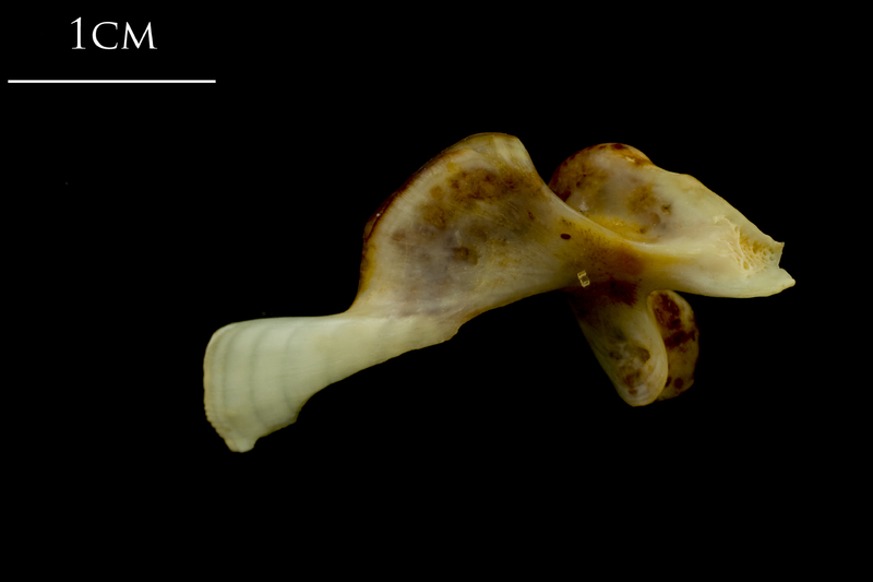 Ballan wrasse maxilla medial view