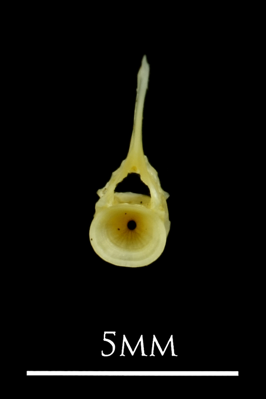 Small sandeel precaudal vertebra anterior view