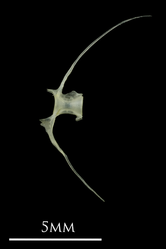 European anchovy precaudal vertebra lateral view