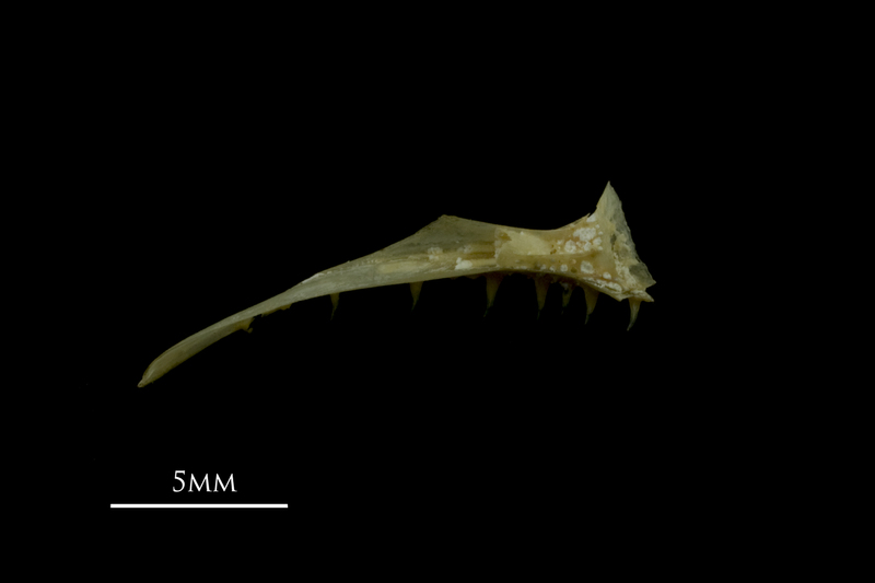 Arctic Char premaxilla medial view