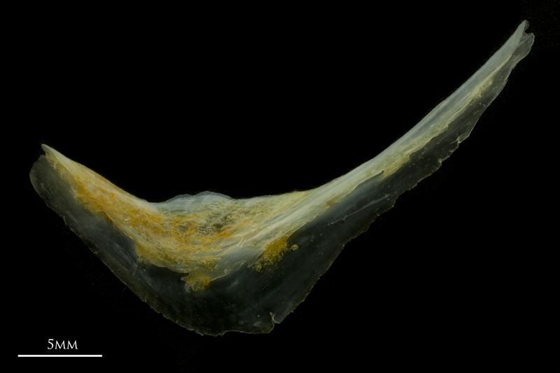 Black seabream preopercular lateral view