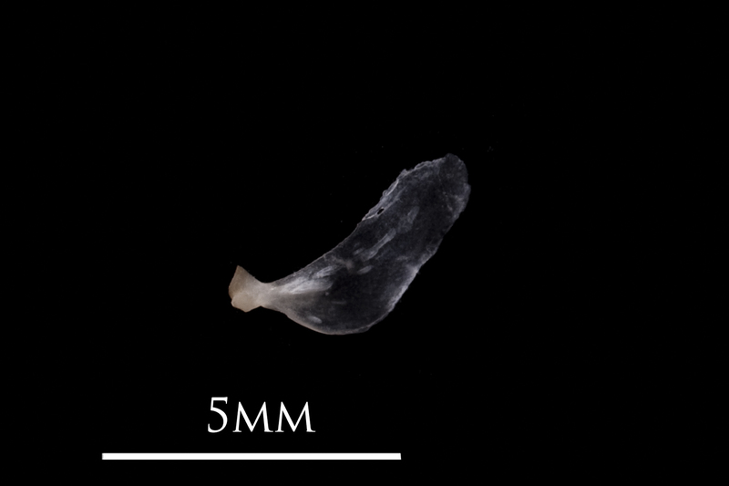 European eel opercular medial view