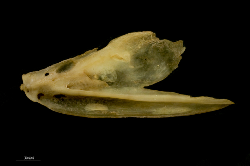 Twaite shad dentary lateral view