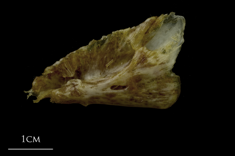 European conger for assessment medial view