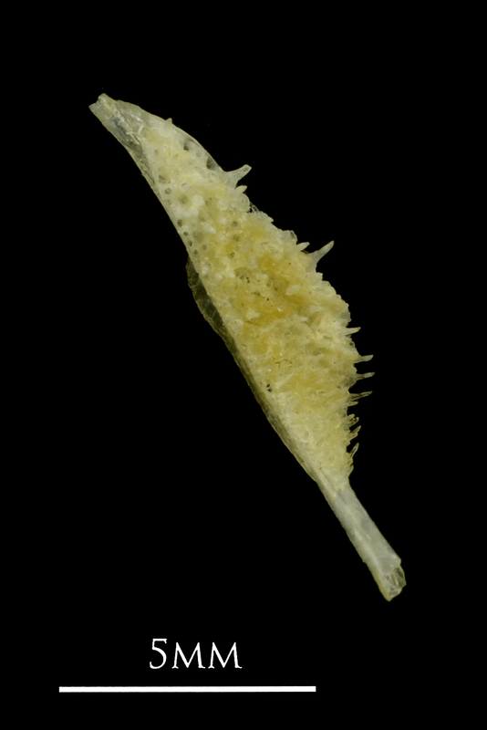 Ruffe pharyngeal dorsal view