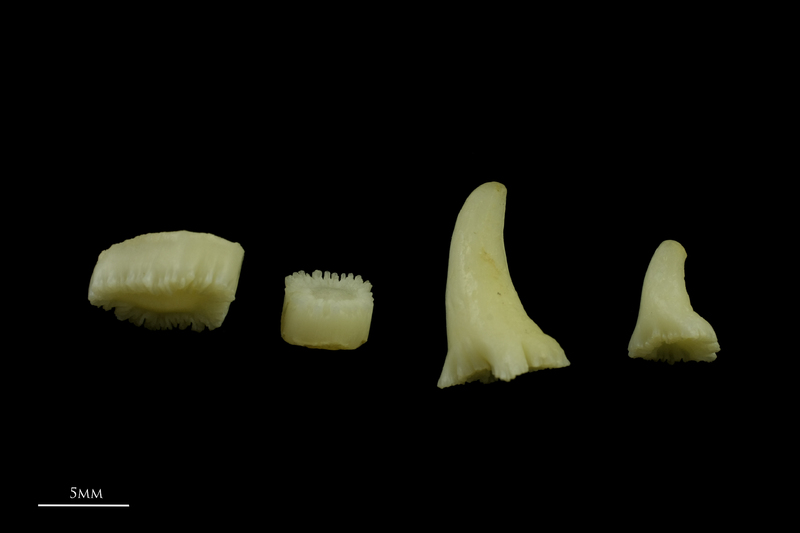 Catfish teeth lateral view