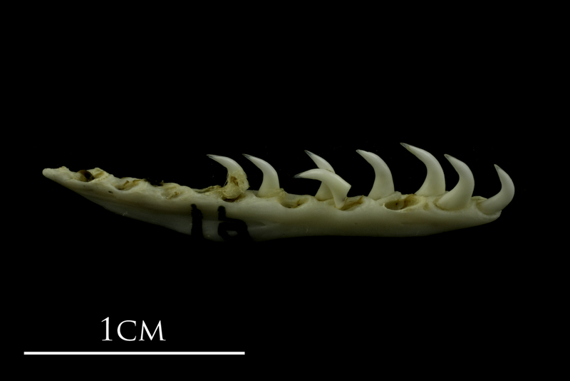 Mediterranean moray pharyngeal medial view