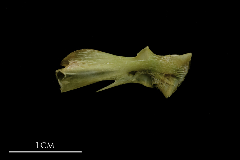 John dory hyomandibular lateral view