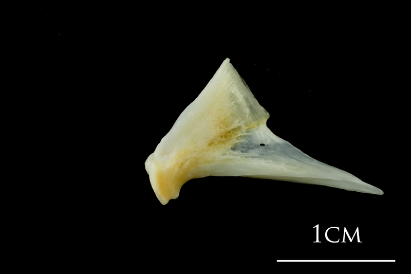 European plaice quadrate medial view