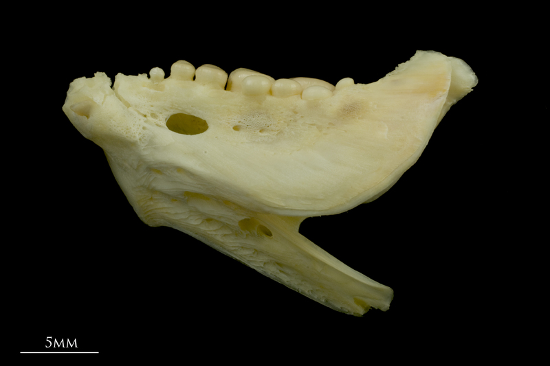 Gilthead seabream dentary lateral view