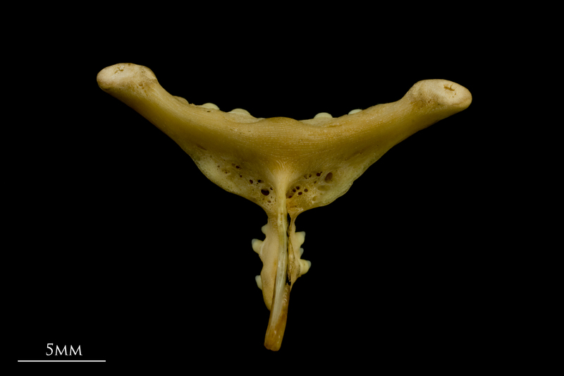 Cuckoo wrasse pharyngeal ventral view