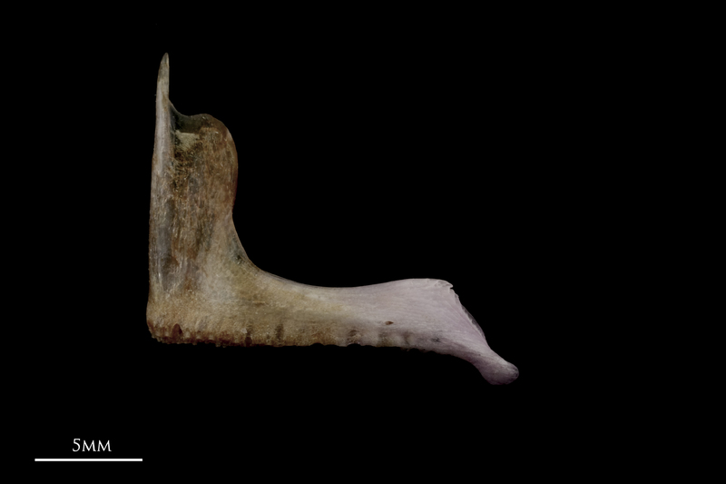 Red seabream premaxilla lateral view