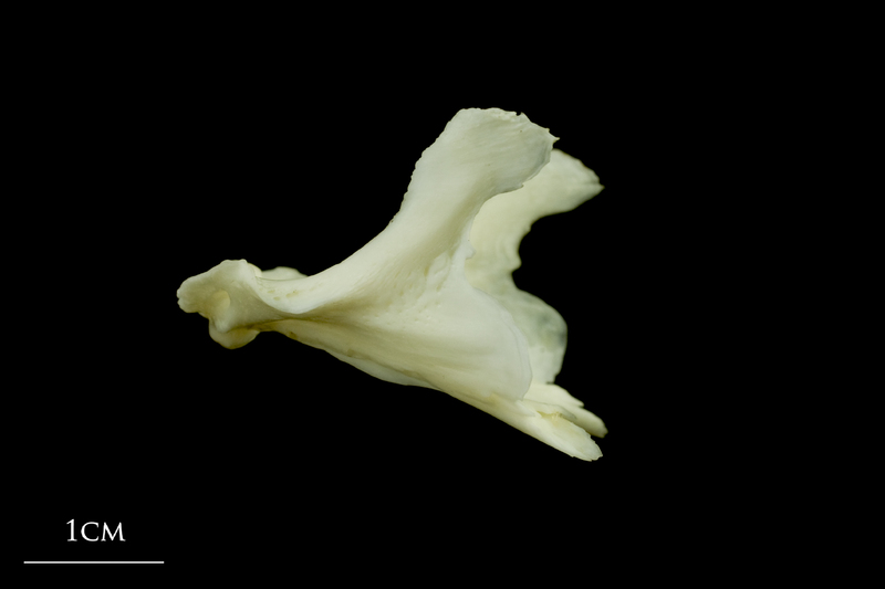 Common carp dentary lateral view