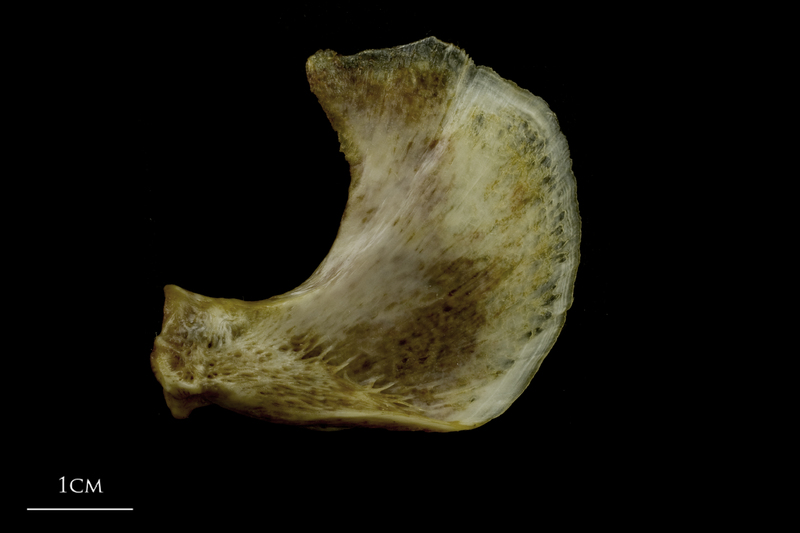 European conger opercular lateral view