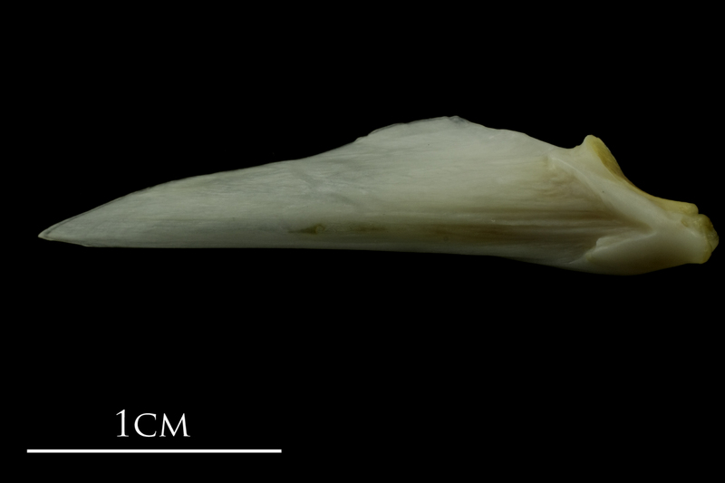 Mediterranean moray articular lateral view