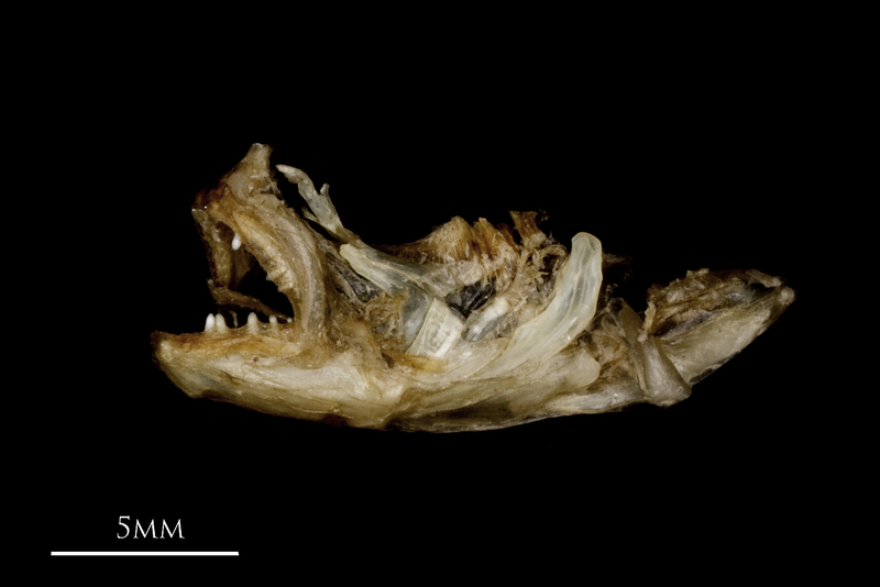 Butterfish dentary premaxilla lateral view