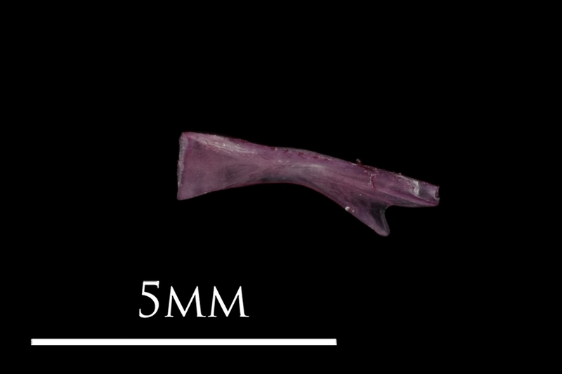 Dragonet ceratohyal medial view