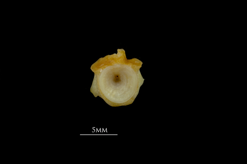 Gilthead seabream first vertebra anterior view