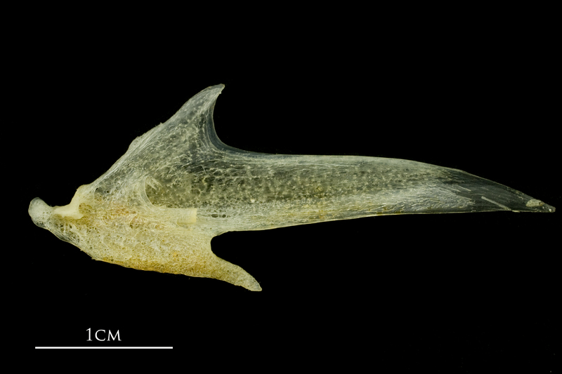 Atlantic mackerel articular medial view