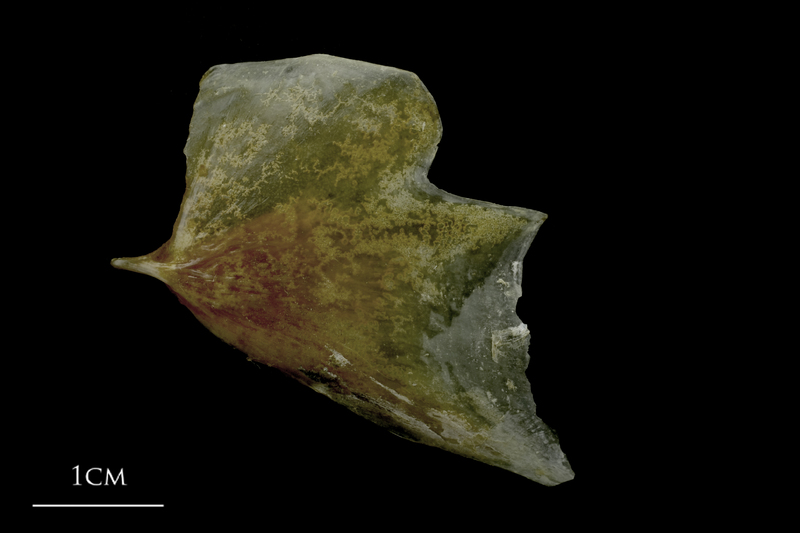 Spanish mackerel opercular lateral view