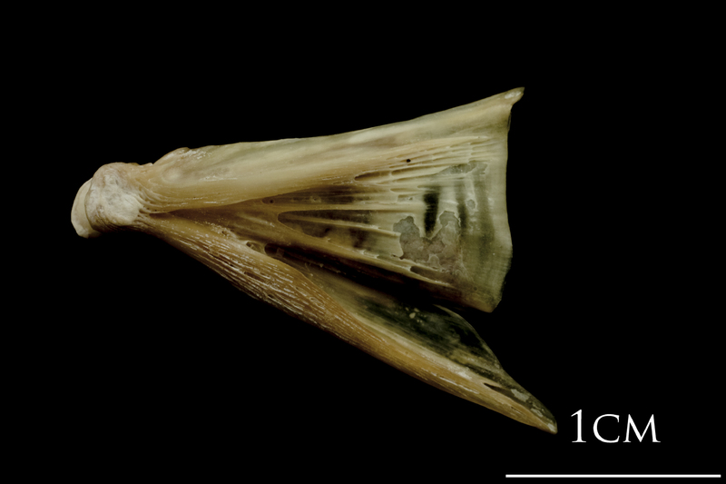 Turbot quadrate lateral view