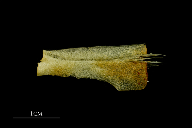 Atlantic mackerel ceratohyal lateral view