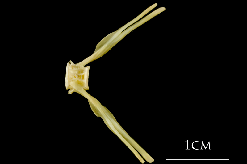 Atlantic cod ultimate vertebra lateral view